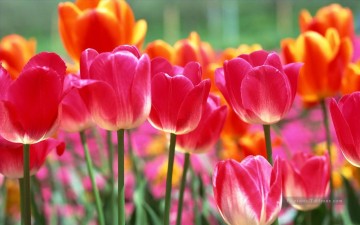 De Photos réalistes œuvres - Tulipes Fleurs Peinture de Photos à Art